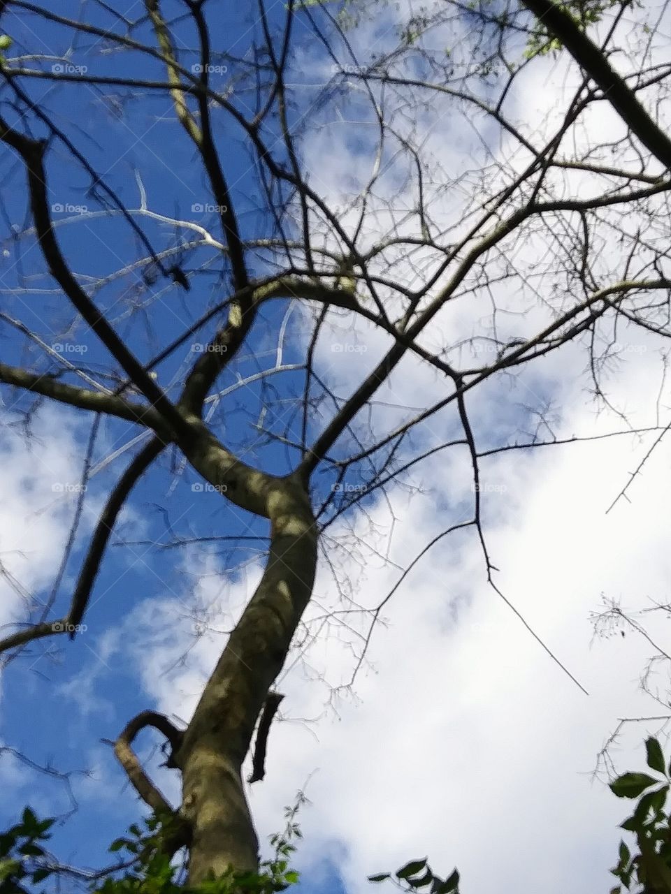 twisted tree against the sky