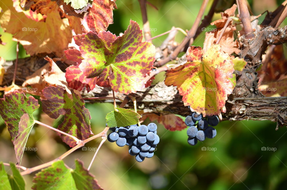 Fall in L❤VE... with Wine Country!