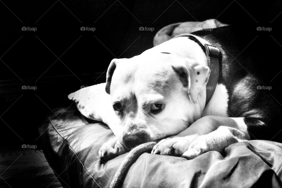 Sad Dog in Black and White