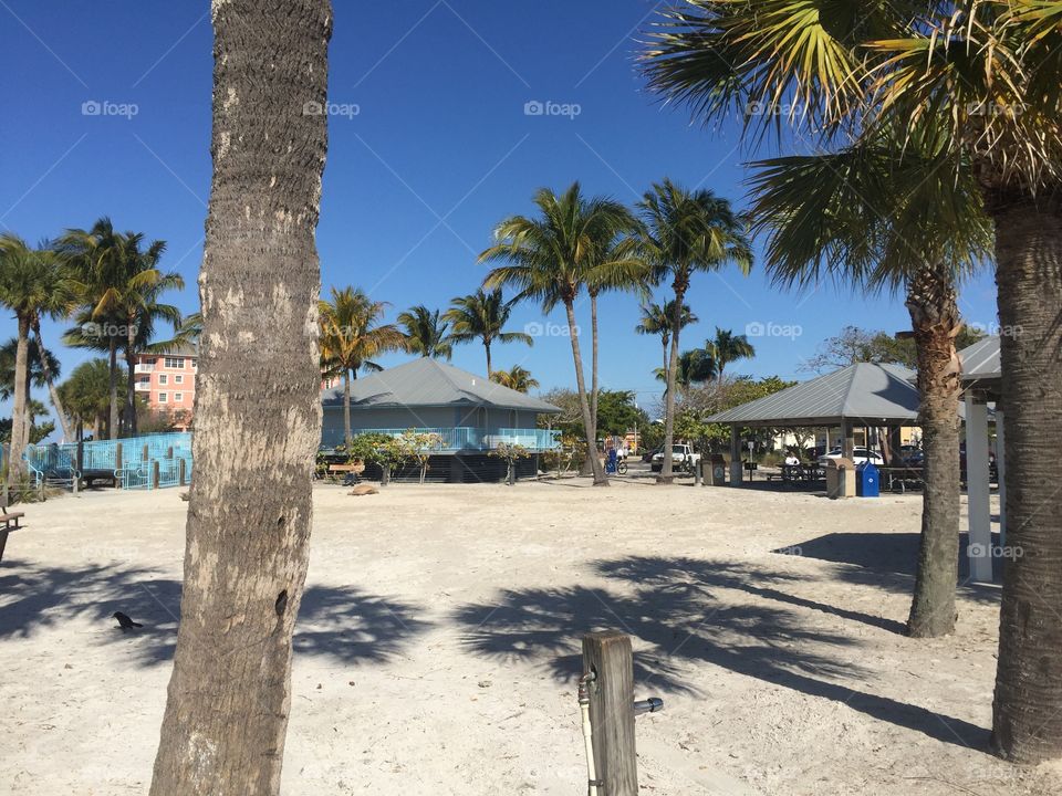 Palm, Beach, Tree, No Person, Tropical