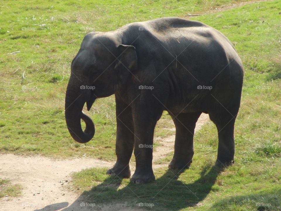 Elephant