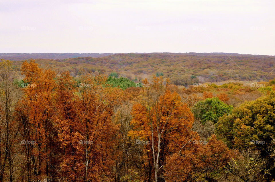 nature outdoors colors tree by refocusphoto