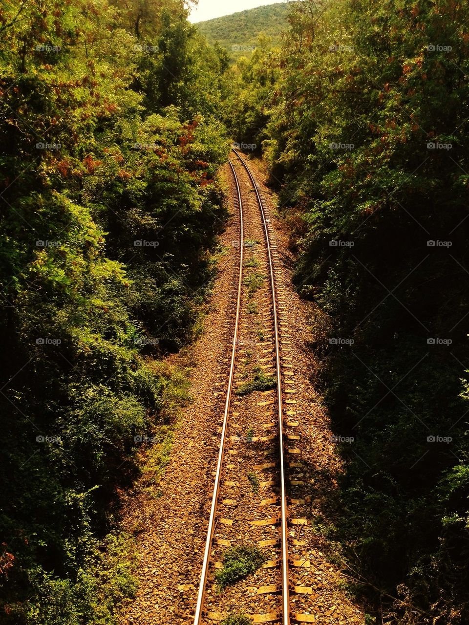 Trees along the railroad track in forest