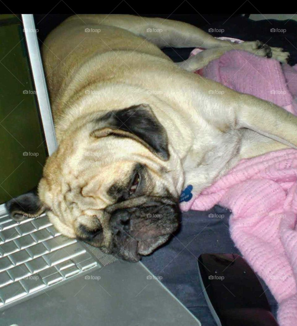 Young pug asleep on laptop keyboard with pink blanket