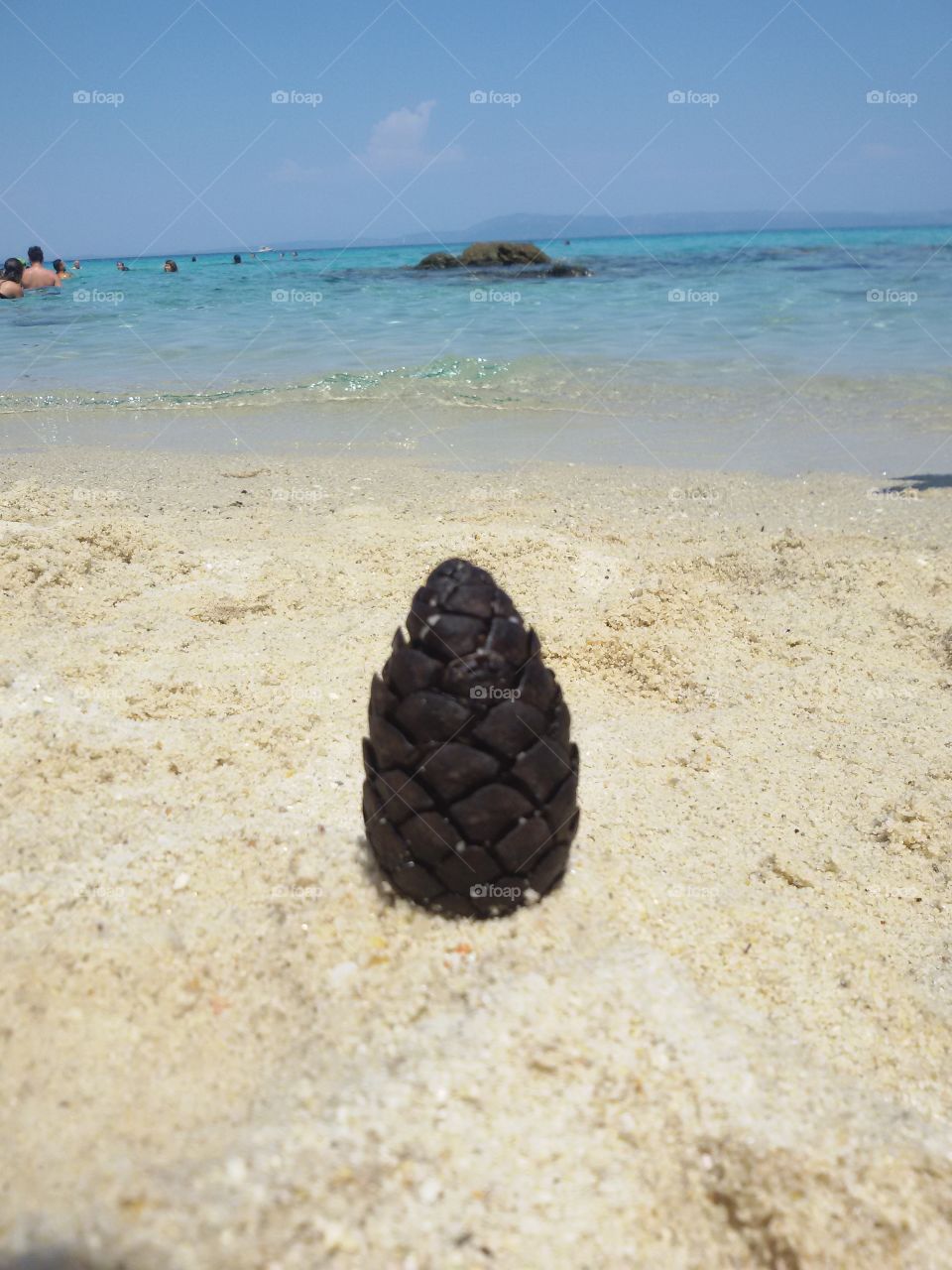 Pine in the sand on beach