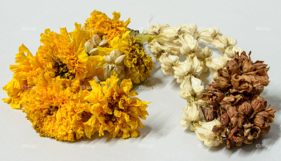 Garlands wither. Garlands wither on a white background.