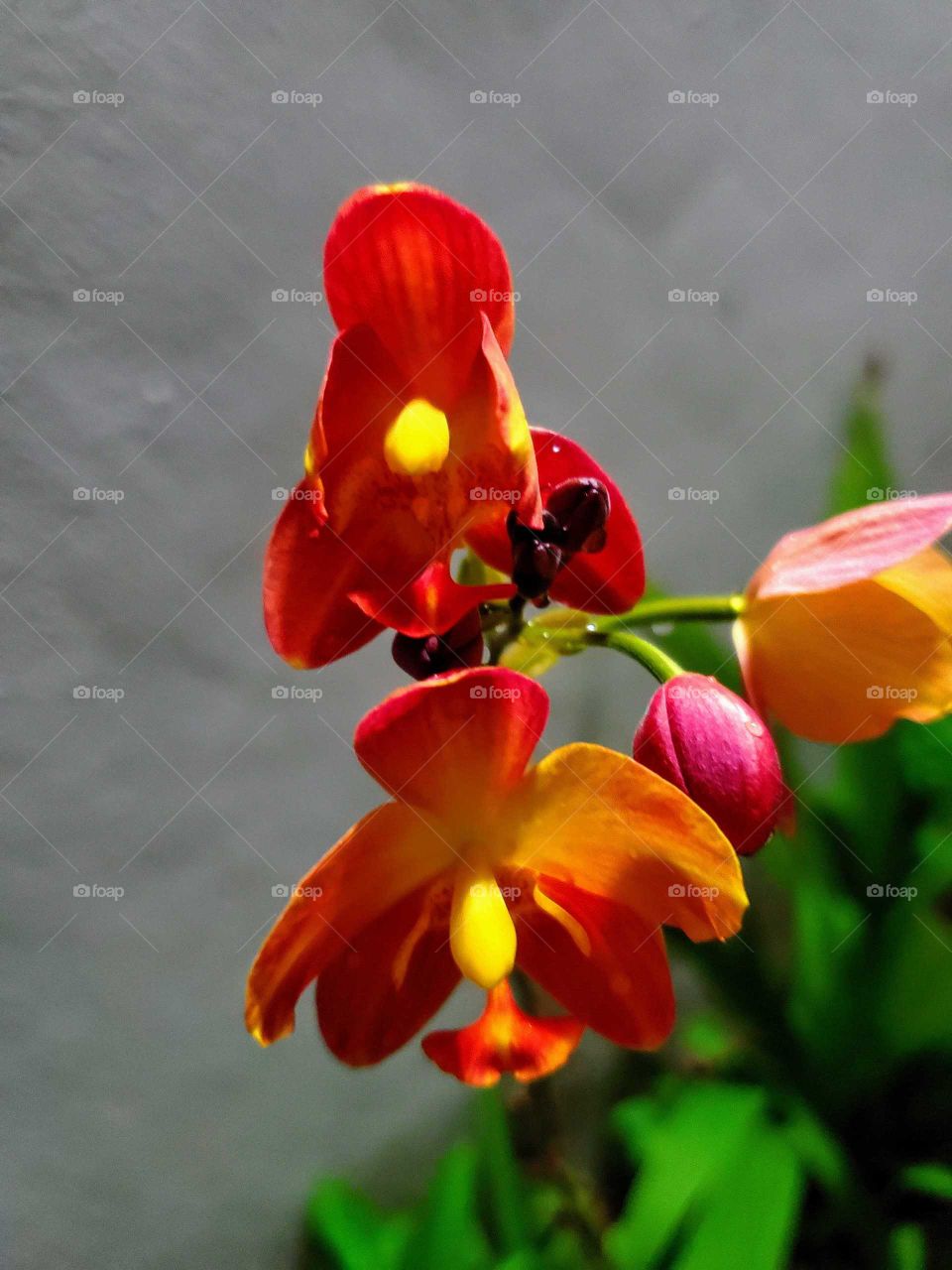 beautiful exotic orchids