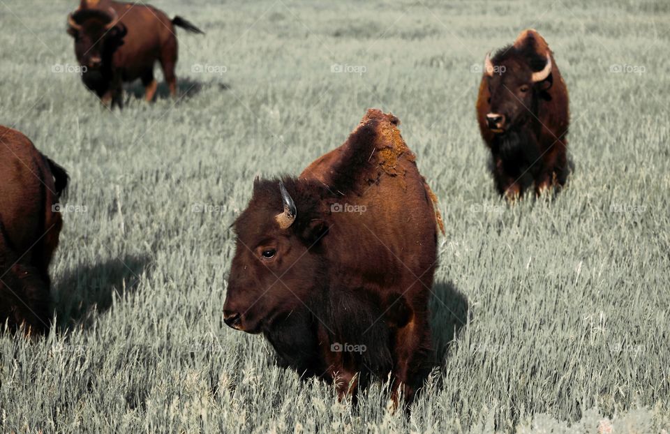 Buffalo bison Yellowstone outdoors wilderness wild animal beautiful creature horn color pop photography roaming field tall grass cow Adventure exploring camping travel traveling wild life