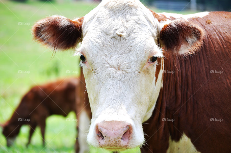 Closeup of a cow looking directly at the camera