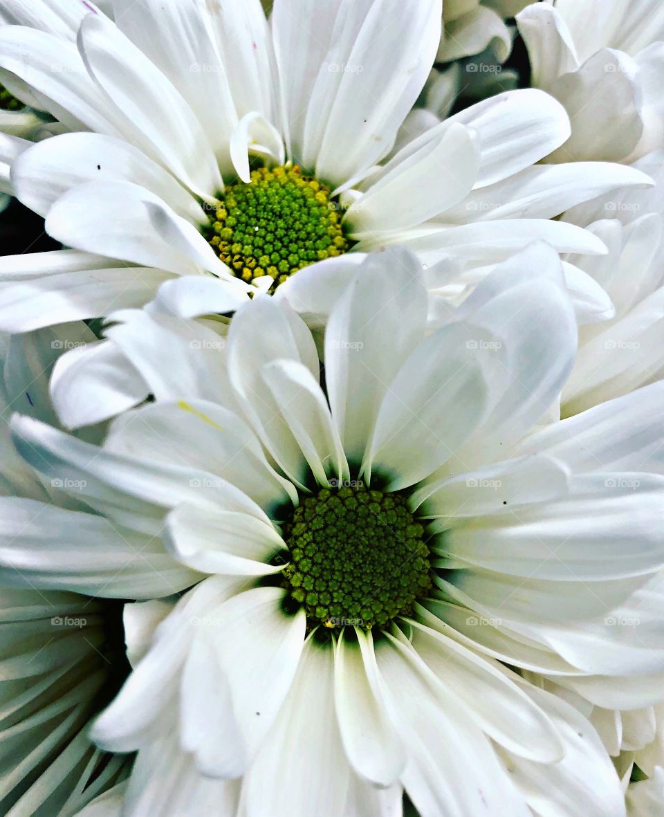 Fabulous Daisies 