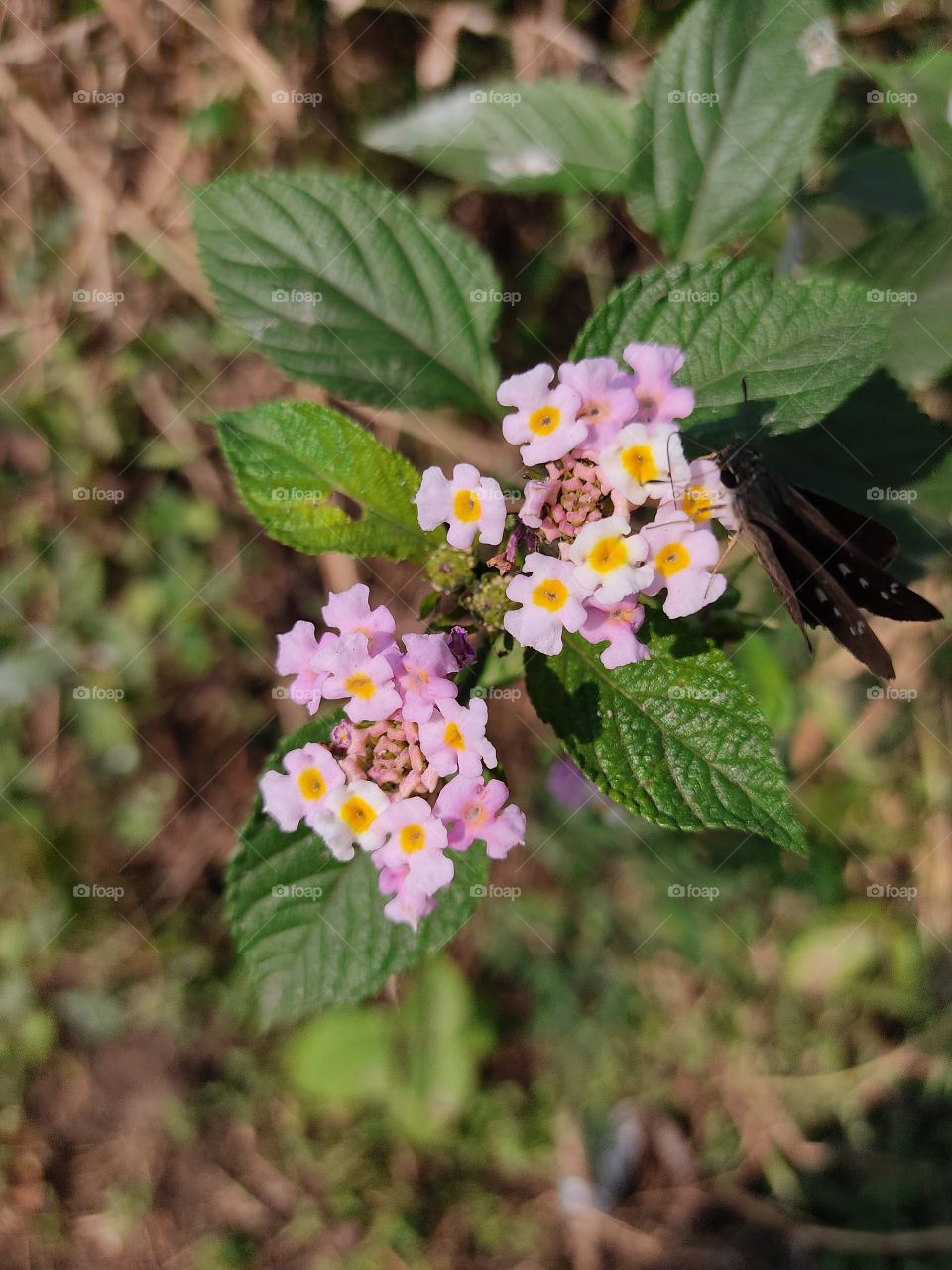 Small Flowers🌸🌺🌼💐