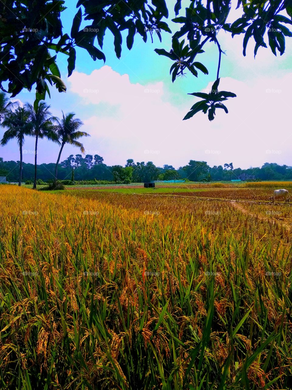 beautiful rural areas