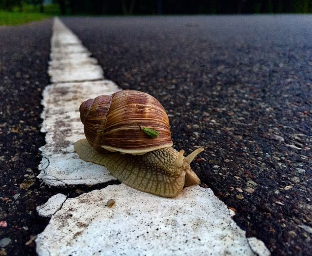 Turbo 🐌