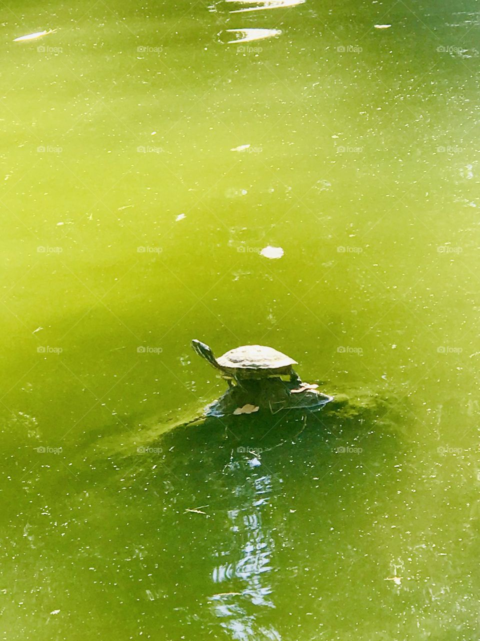 A shot of a turtle on the rock in the pond