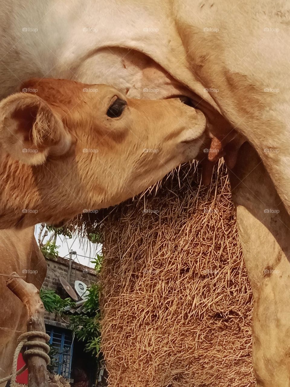 Cute calf drinking milk