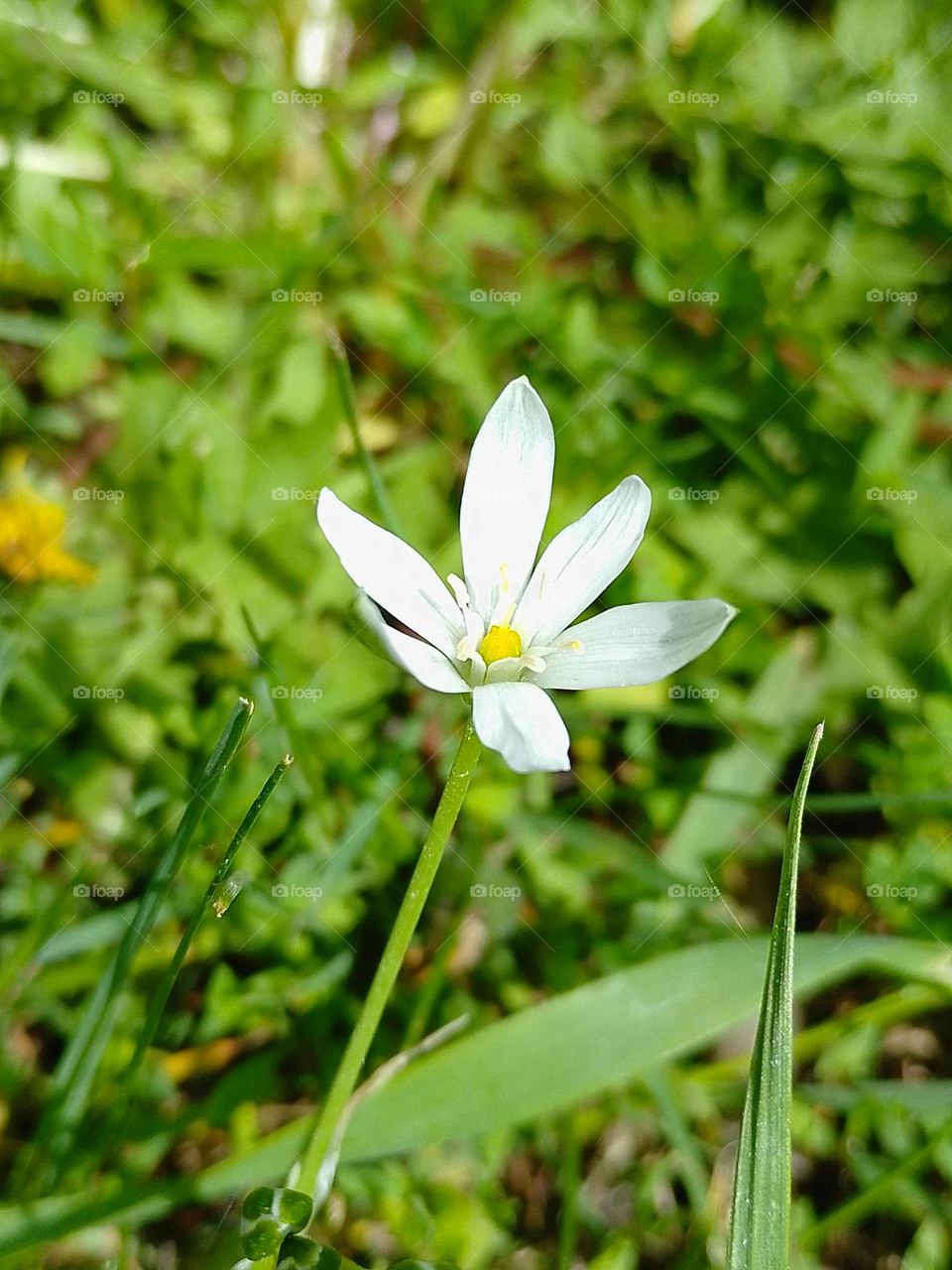Flower in the garden