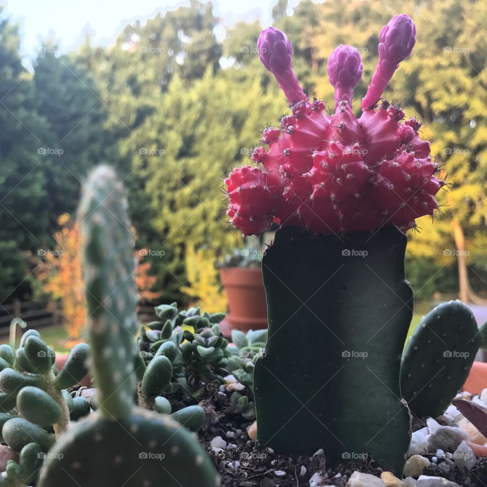 Cactus alien 