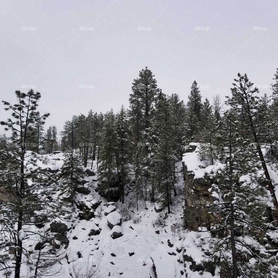 snow covered cliff,  trees and a snowy sky