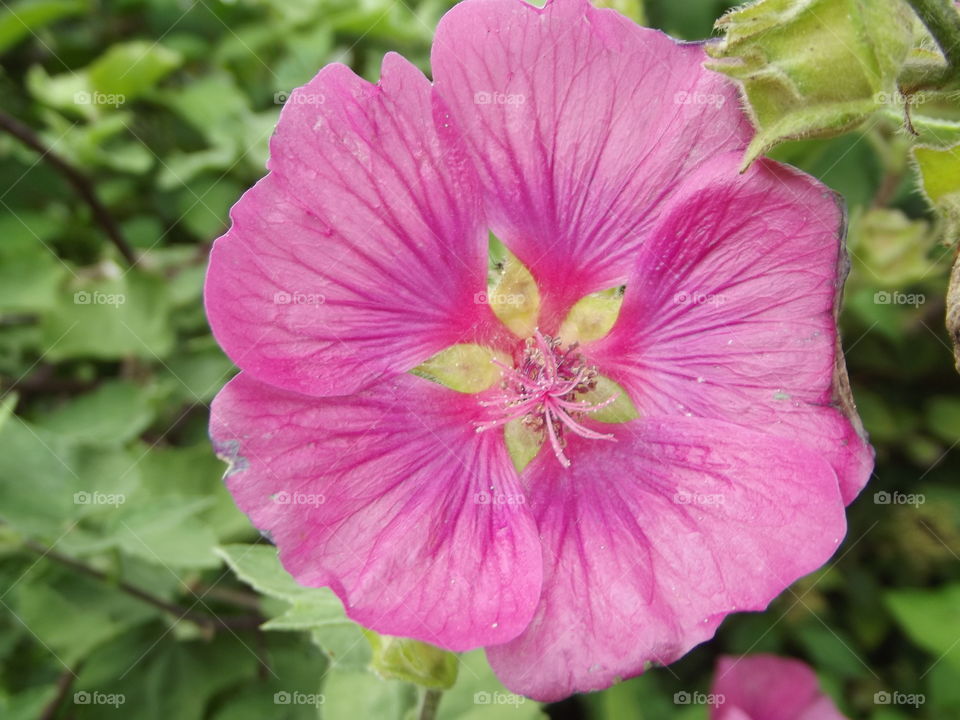 Delicate Pink Flower