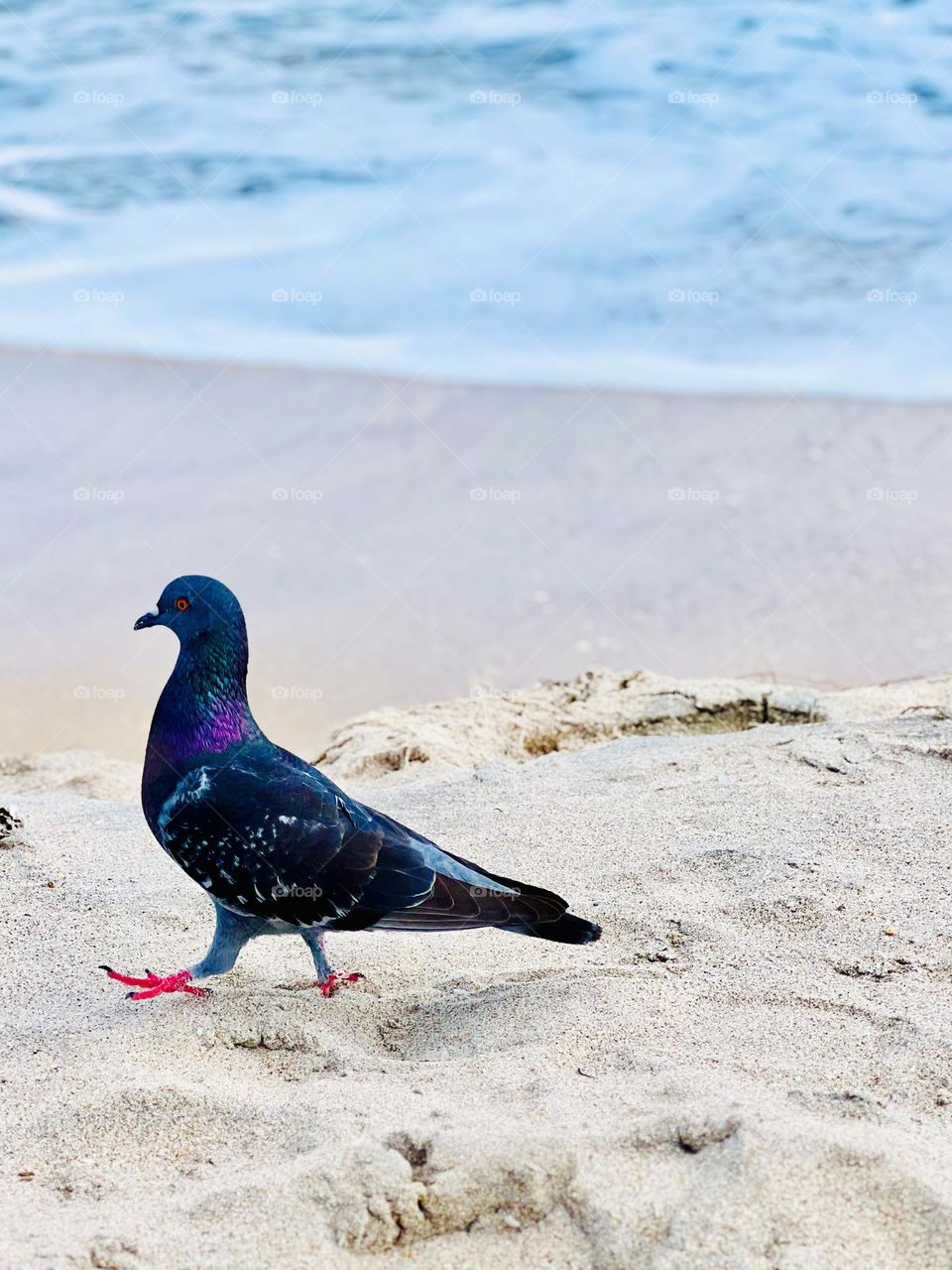 Beach Pigeon