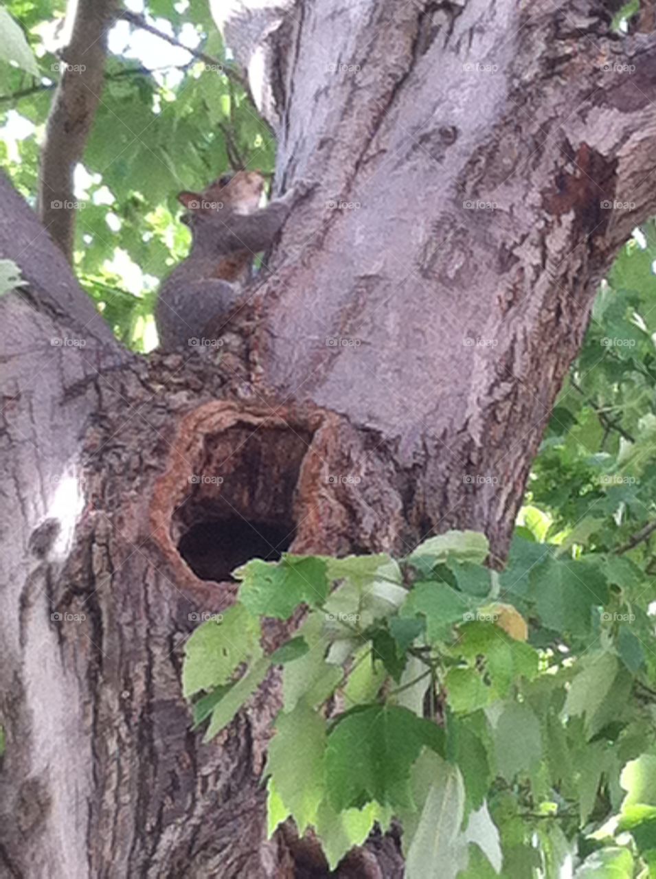 Squirrel hiding on tree branch