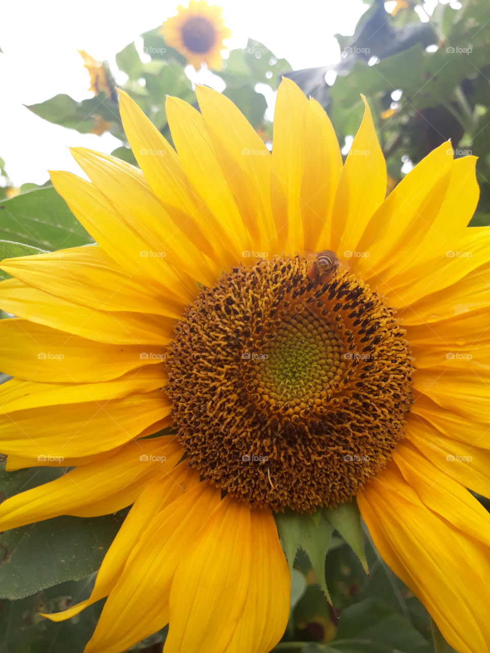Producing some honey.