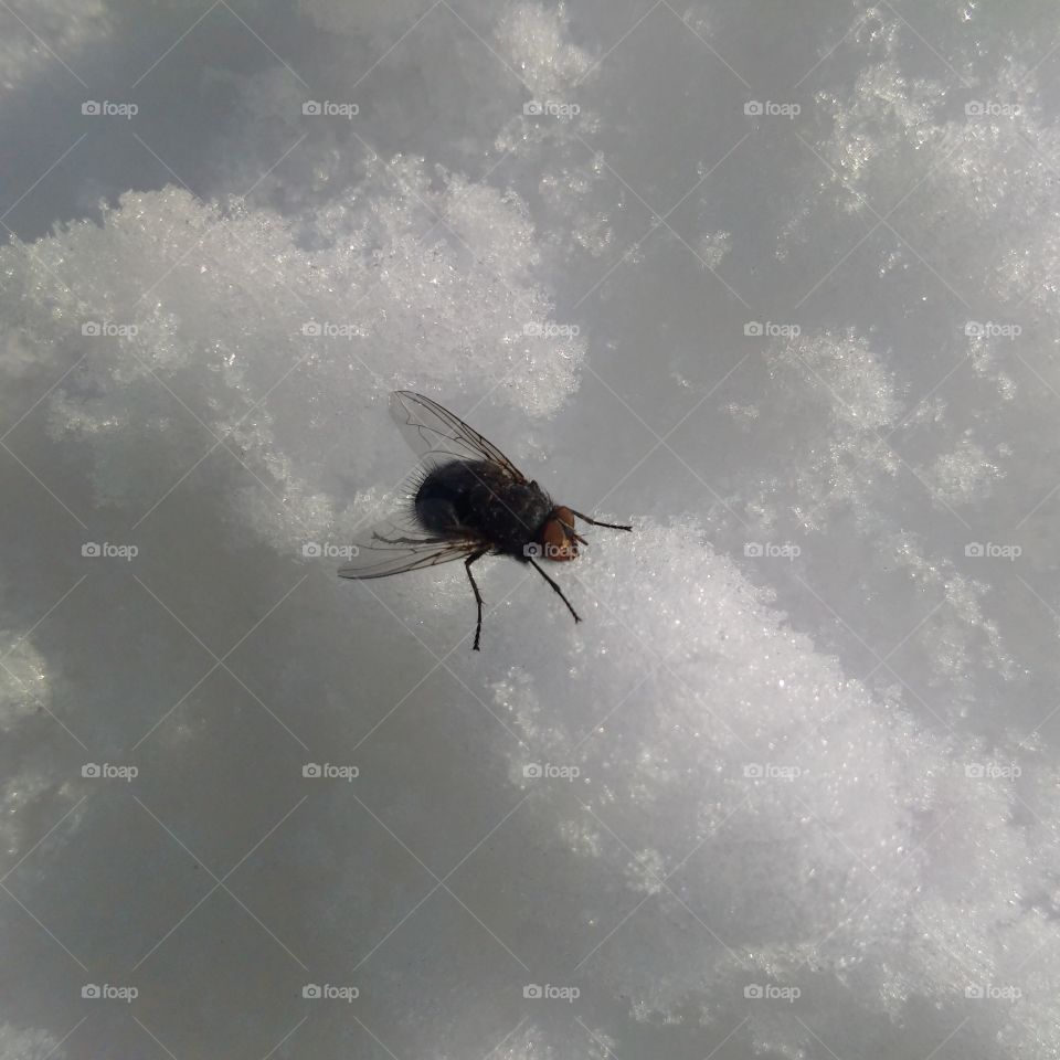 frozen fly