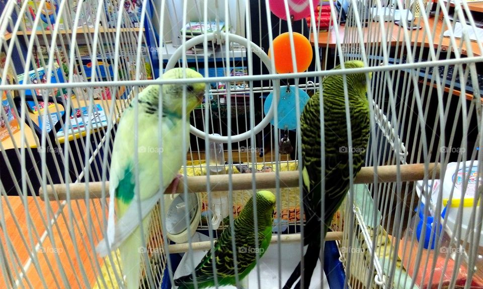 parrots birds