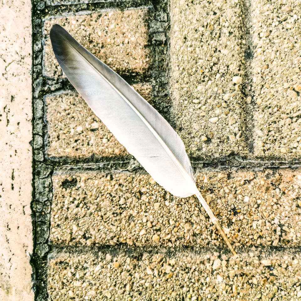 Pigeon feather on the pavement