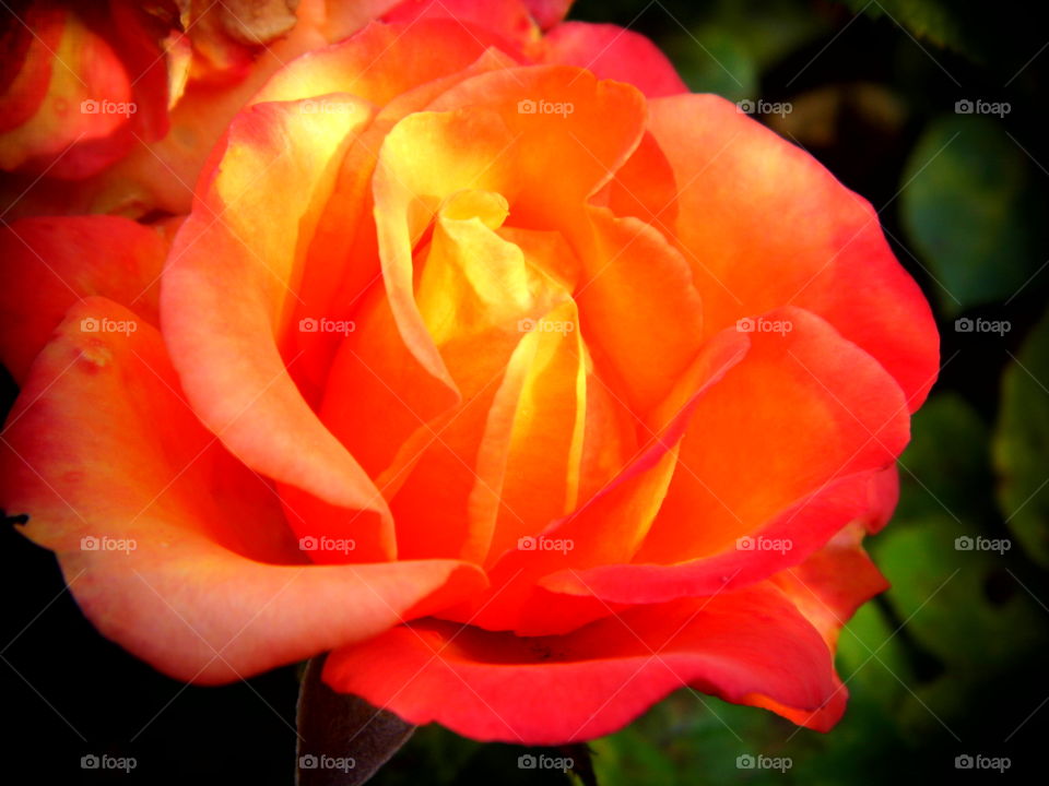 rose flower in the garden