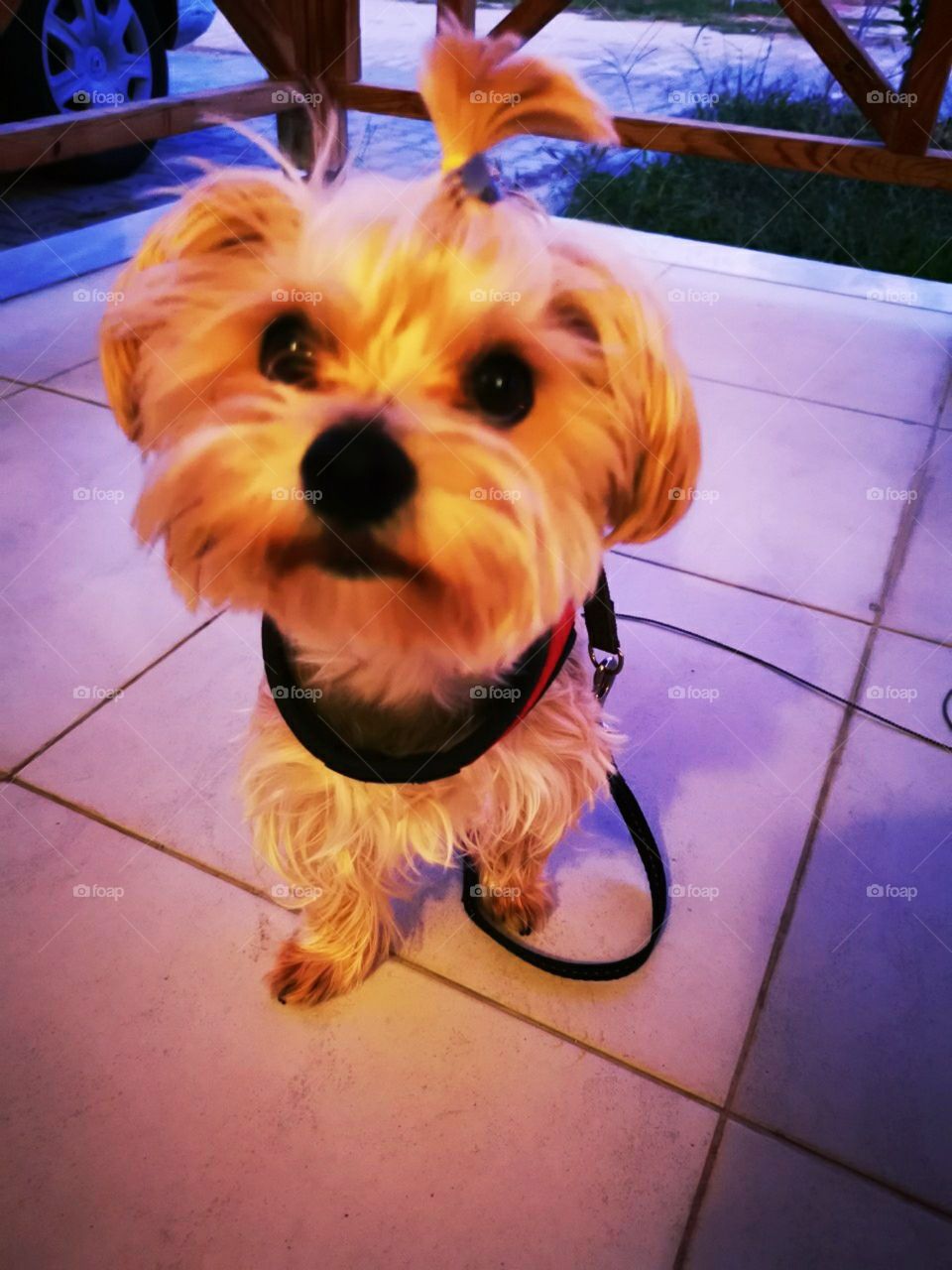 A cute and funny little blonde dog with  red collar sitting and looking at the person's face with big eyes.