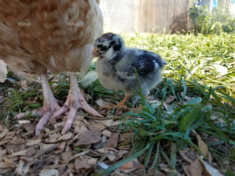 Big Mama teaching her chick