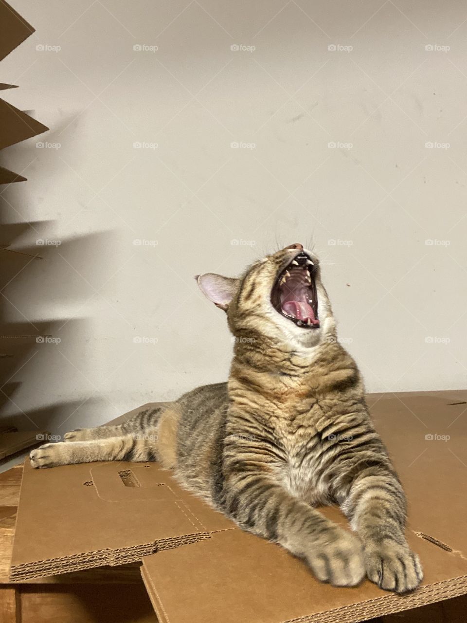 Yawning
