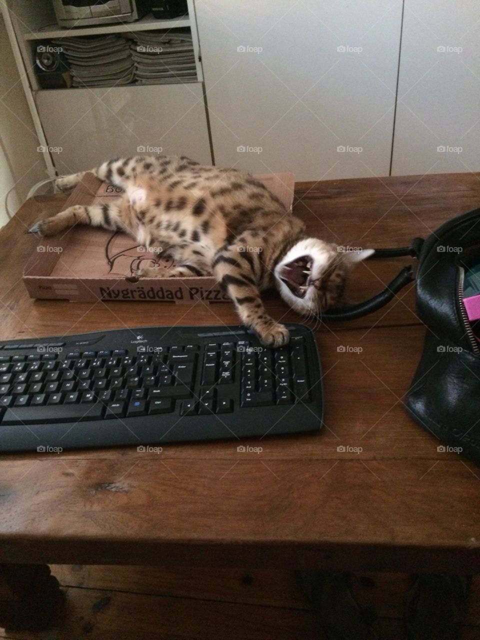 #bengalcat #maggiethecat #cats #havingfun #keyboard #computerexpert #pizzabox #onthetable