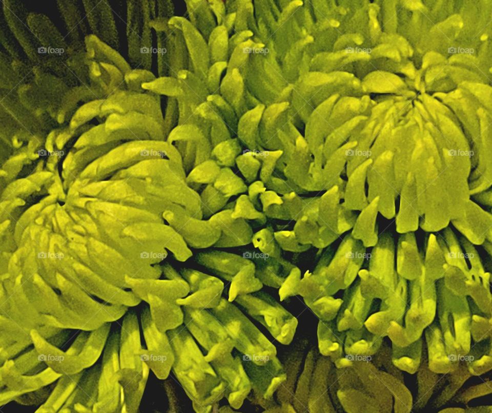 Pretty in green flower💐