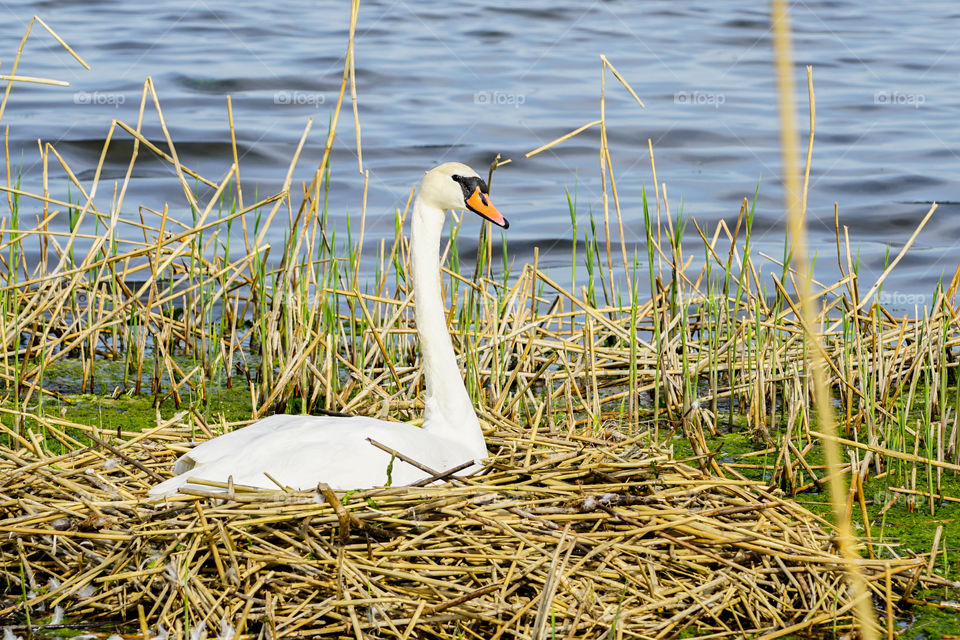 a white swan in its nest on a lake in Liepaja, Latvia