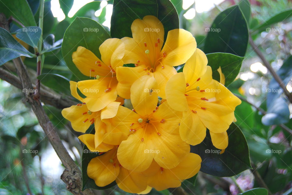 Yellow cluster of flowers