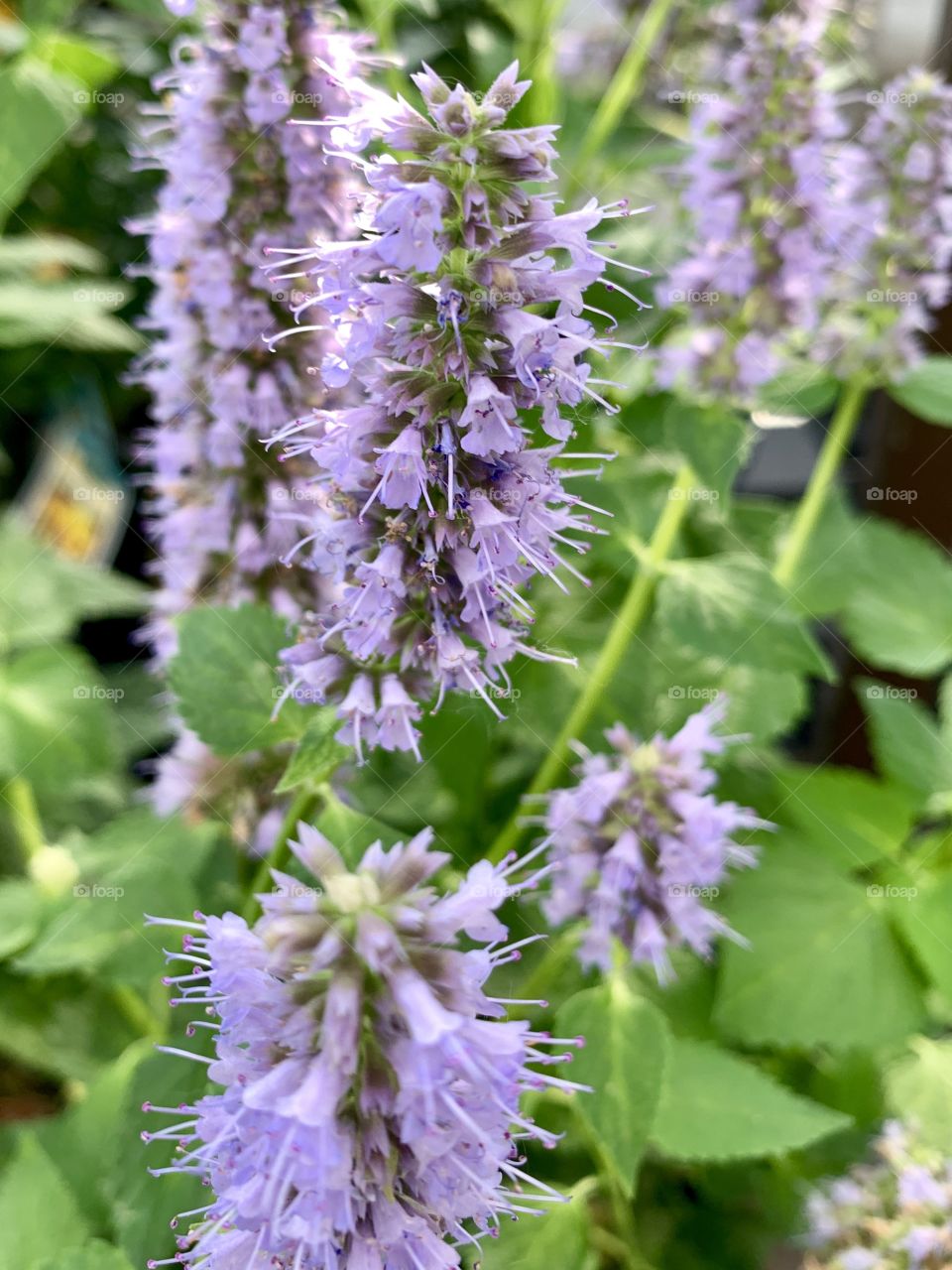  Blue Hill Salvia plant in bloom