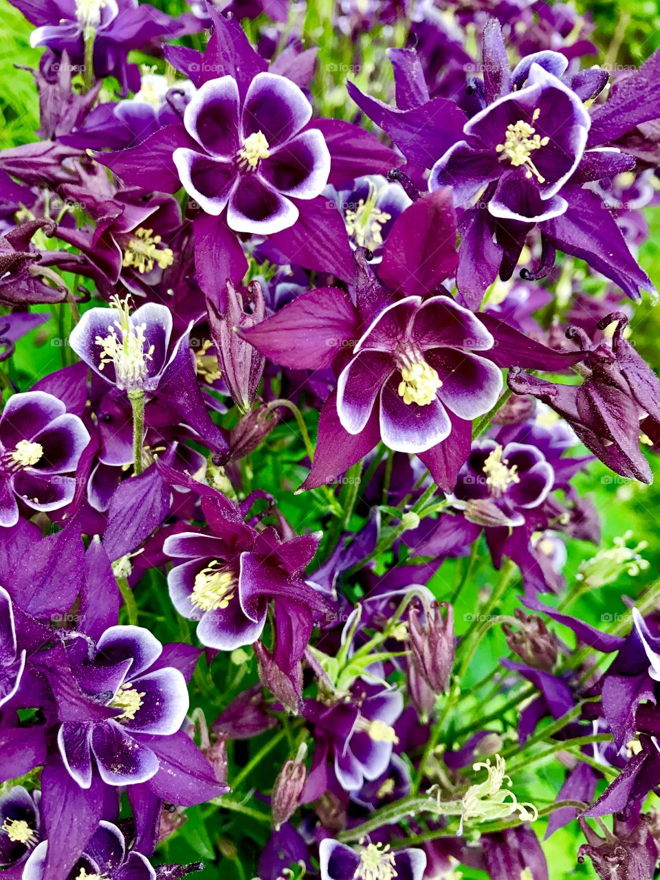 Close up garden purple flowers 