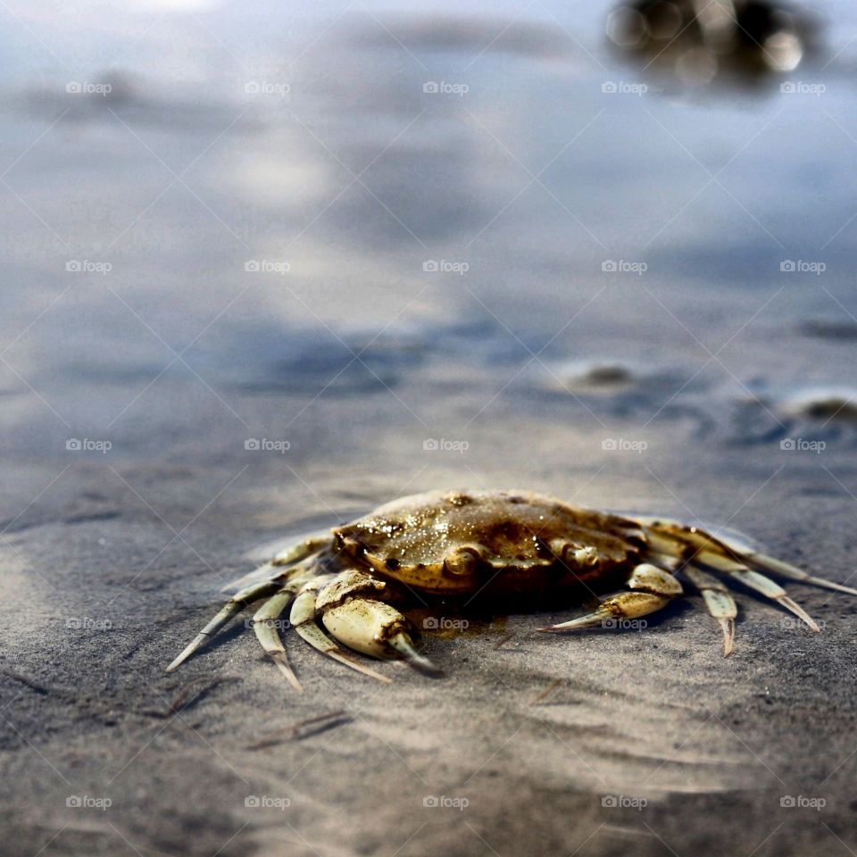 A Crab in the North Sea of Germany