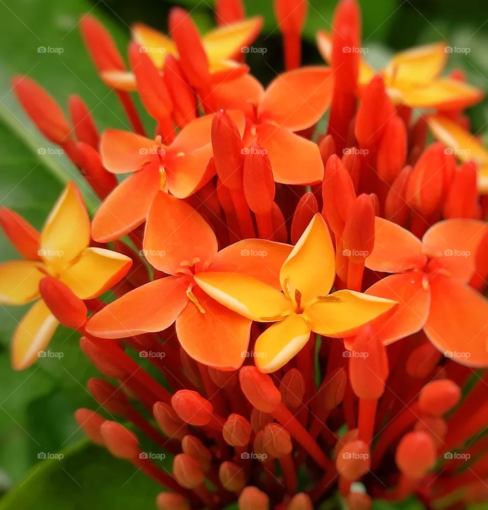 red flowers