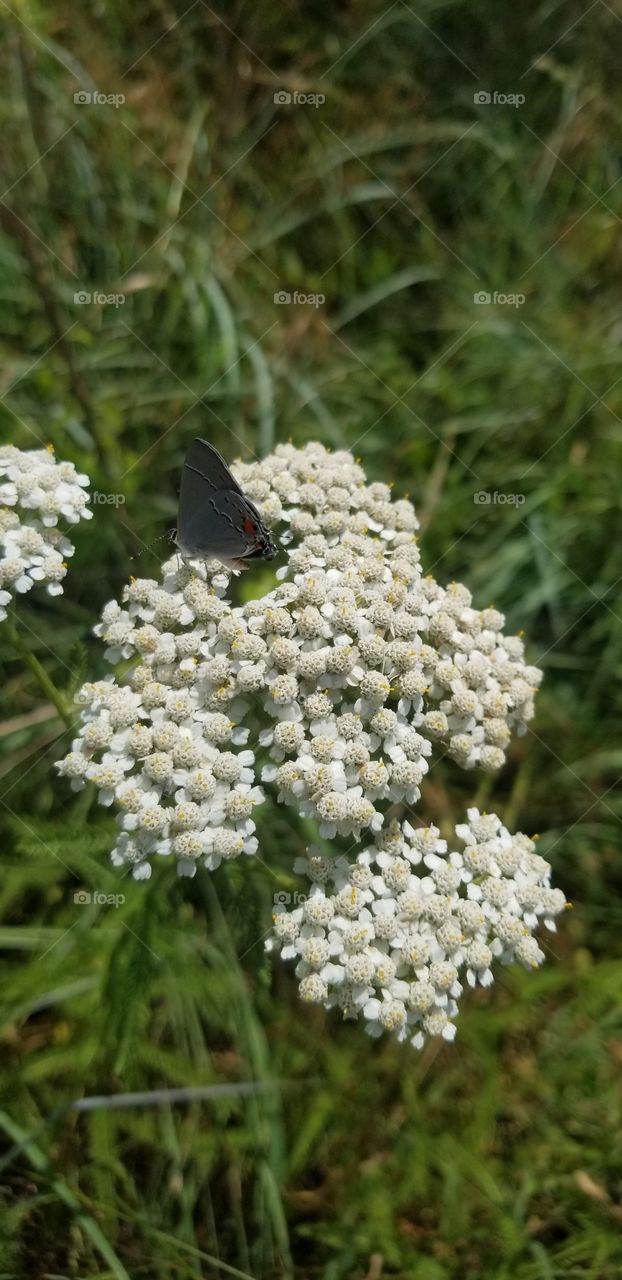 Butterfly, Insect, Nature, Flower, Outdoors