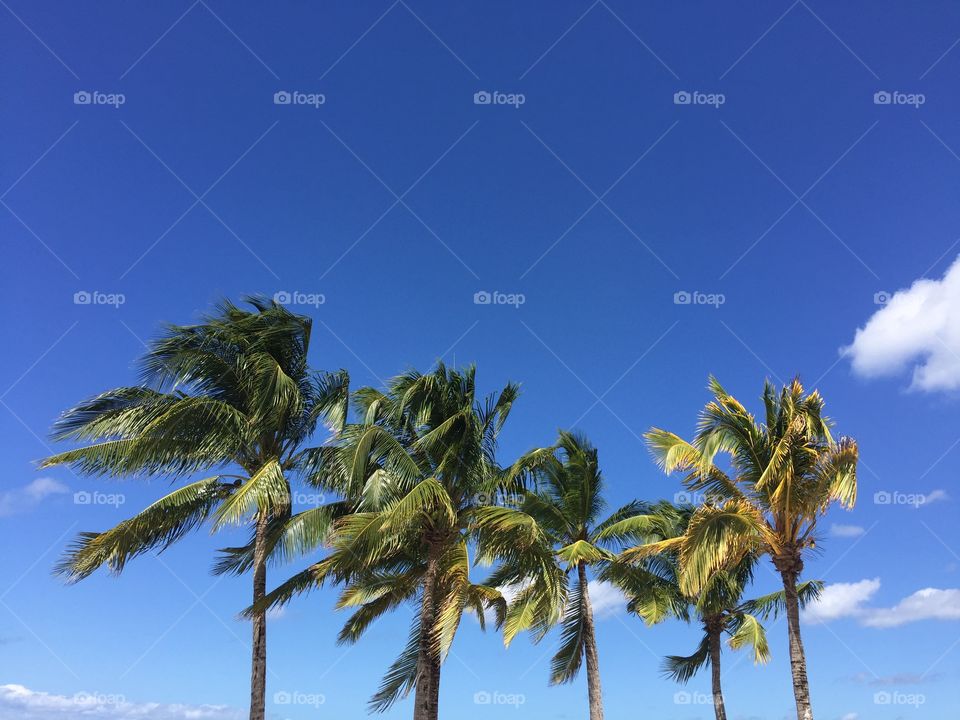 Line of palms in the blue sky