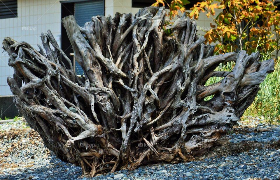 Drift wood