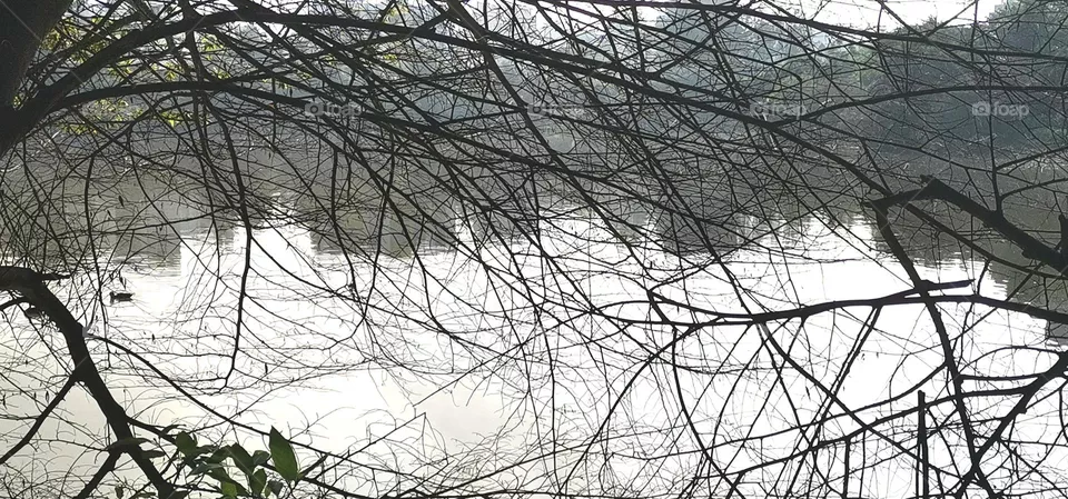water and tree