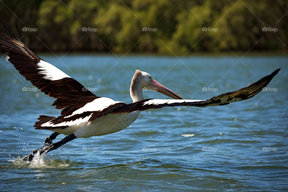 Pelican taking flight on a river in Queensland