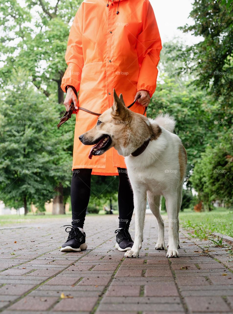 woman willing dog