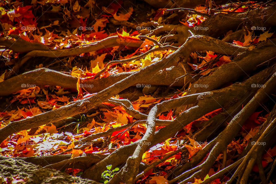 Autumn fire - roots of a maple tree