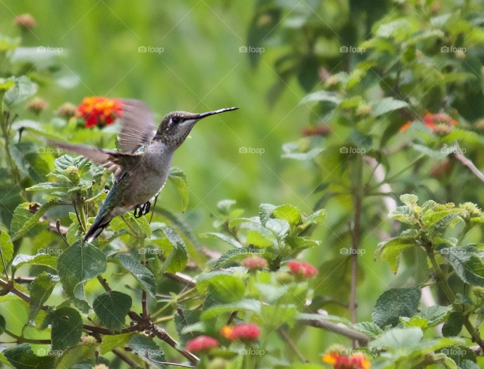 Hummingbird