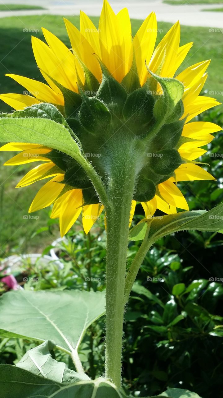 Back sun flower. The flowers are beautiful for all sides. is incredibly the pretty. 